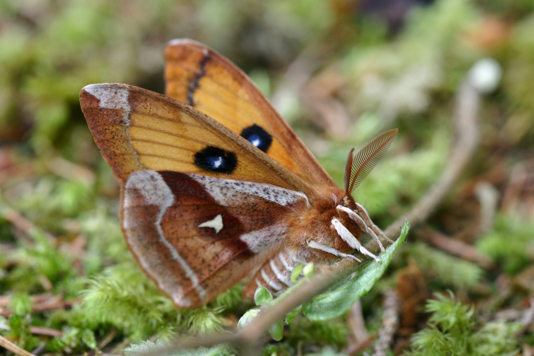 lasiocampide? - No, Saturnidae, Aglia tau